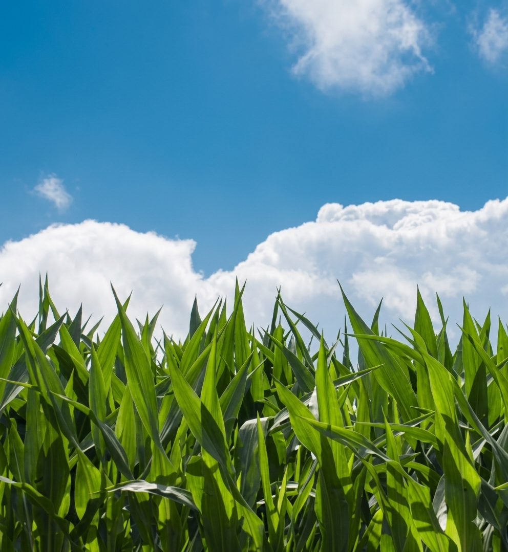 Green cornfield beneath a blue sky with clouds